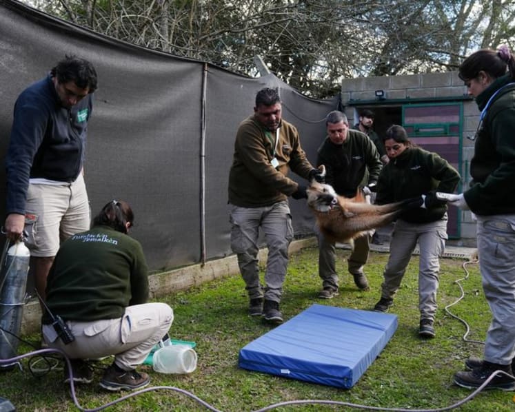 Argentina to return two rare maned wolves to the wild