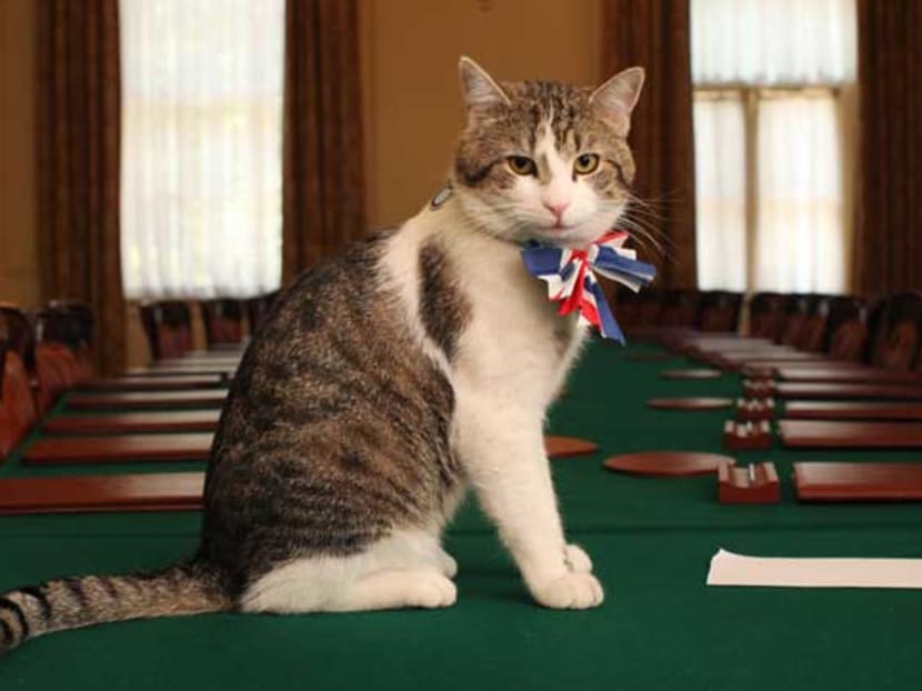 The best moments of Downing Street's Larry the Cat: From greeting Barack Obama to chasing a fox 