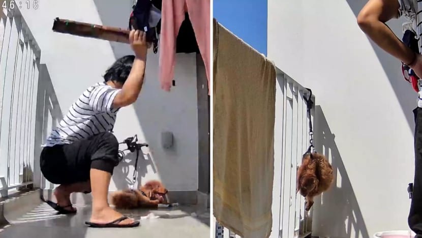 Authorities investigating after maid allegedly abused dog to death