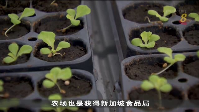 丰茂农场推出混合式温室 每年产量预计增十倍