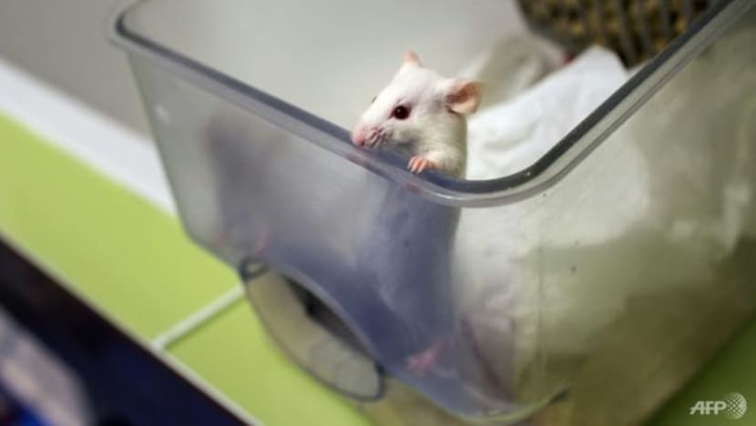 Taiwan siasat jika gigitan tikus punca kes jangkitan baru COVID-19