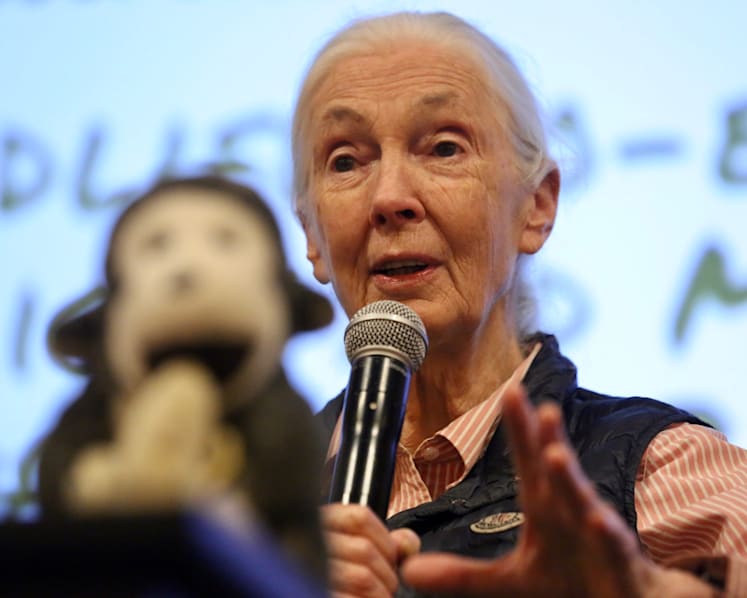 Shocking that Singaporeans ask for wildlife to be 'returned' to the zoo, says Jane Goodall