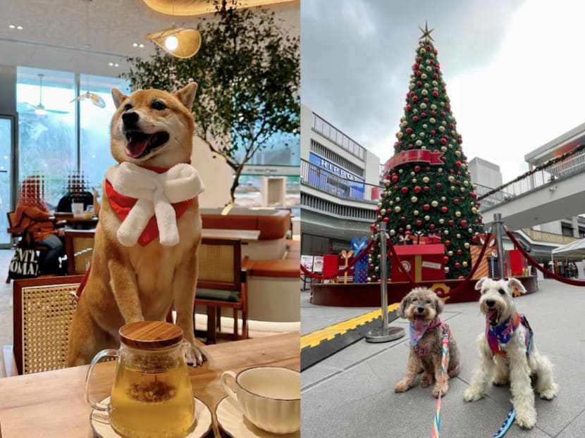 One Holland Village: A guide to pet-friendly eateries and new dining concepts