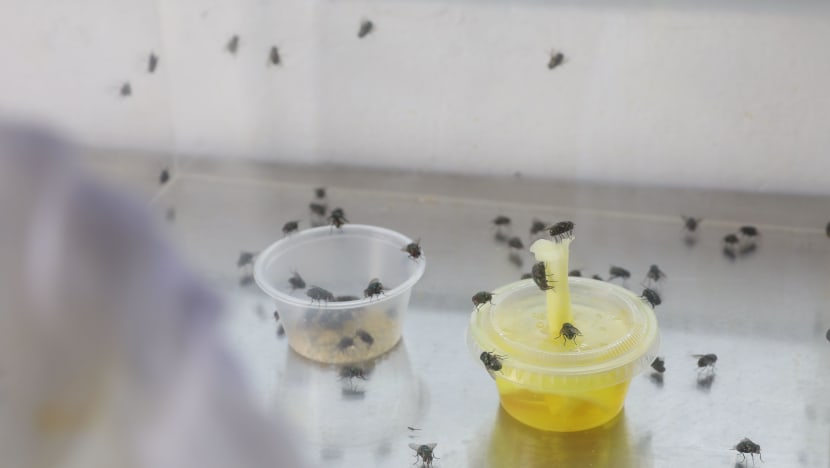 Unlikely helpers: ‘Fresh’ maggots that are hungry to feed on patients’ wounds as healing therapy
