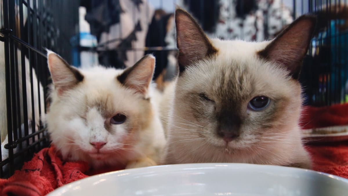 Adoption drive for rescued Siamese cats sees 'encouraging
