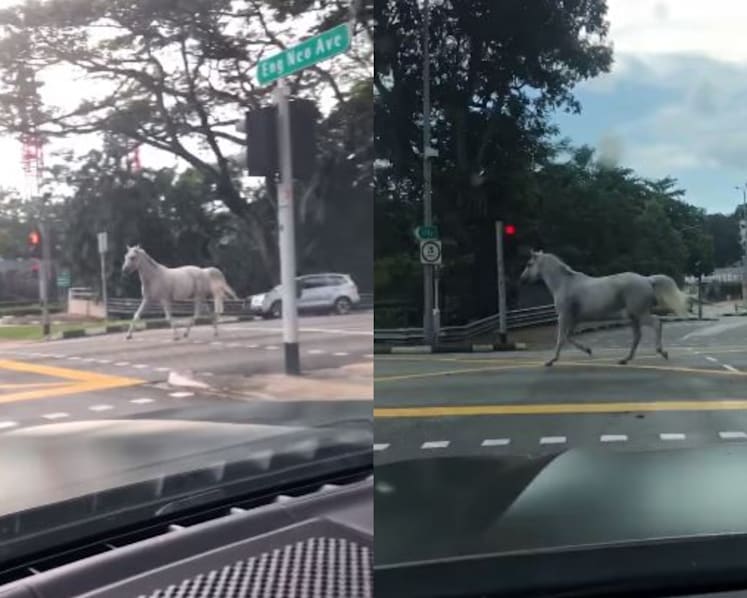 Runaway horse stuns road users in Bukit Timah; it was recaptured within 15 minutes