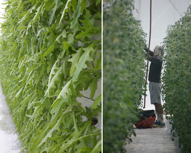 For new breed of local farmers, the sky’s the limit