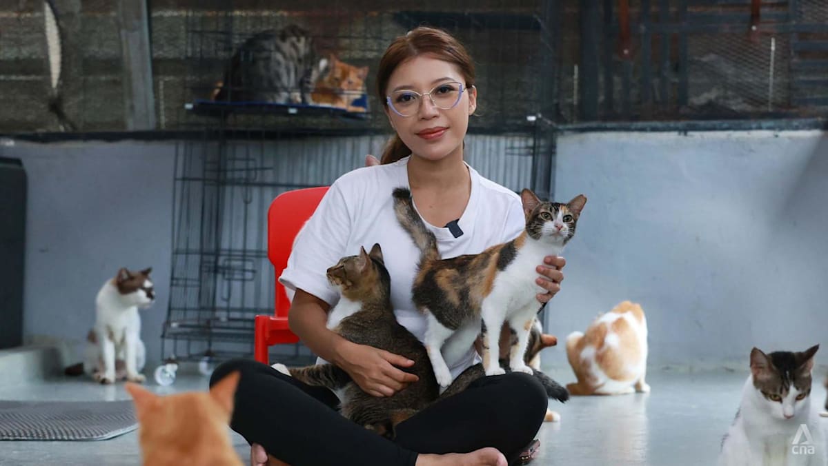 'Nobody else will step up': The Singaporean giving up her dreams so she can save JB's street cats