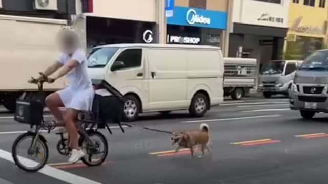 绳拴柴犬繁忙马路骑脚车 骑士遛狗行为引虐畜批评