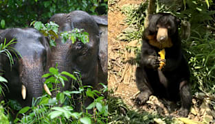 Spotting pygmy elephants, eating UFO tarts: Why Sandakan should be on your Sabah travel list