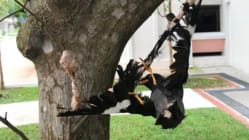 Related article image