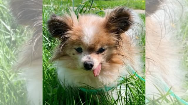 超同类寿命一倍以上 31岁老犬或创世界纪录