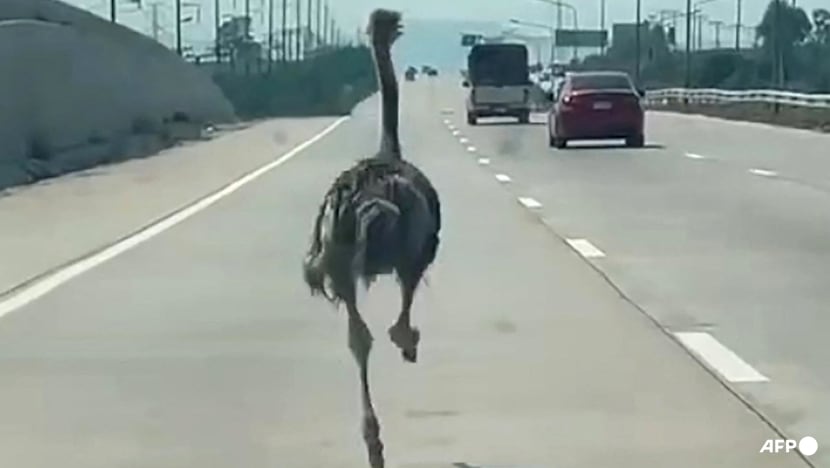 Ostrich on a side quest: Runaway big bird sprints on Thai highway