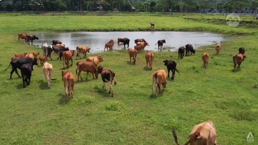 Indonesian dairy farmers concerned over planned import of 2 million cattle by 2029 Indonesian dairy farmers concerned over planned import of 2 million cattle by 2029