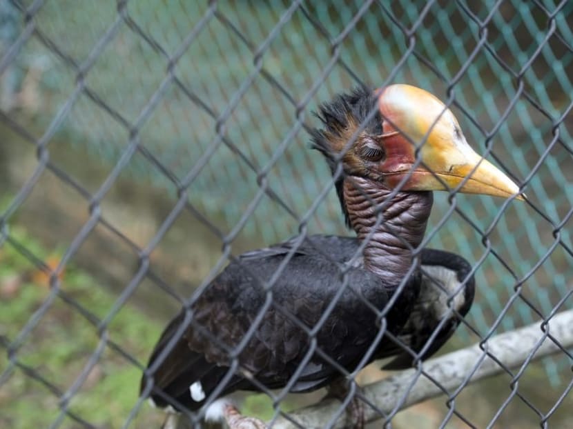 Airports in Sarawak and Sabah, especially Kuching and Kota Kinabalu, are being used as the main gateways to smuggle out these “red ivory” — as the helmeted hornbill casques are called — to collectors in China and Taiwan who are willing to pay anything between US$80 (S$111) and US$100 (S$139). Airports in Sarawak and Sabah, especially Kuching and Kota Kinabalu, are being used as the main gateways to smuggle out these “red ivory” — as the helmeted hornbill casques are called — to collectors in China and Taiwan who are willing to pay anything between US$80 (S$111) and US$100 (S$139).