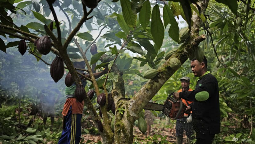 Indonesia's cocoa farmers work with businesses, NGOs to fight bitter impact of climate change Indonesia's cocoa farmers work with businesses, NGOs to fight bitter impact of climate change