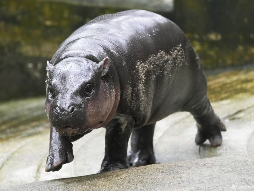 Thailand's baby pygmy hippo Moo Deng now has an official song released in 4 languages