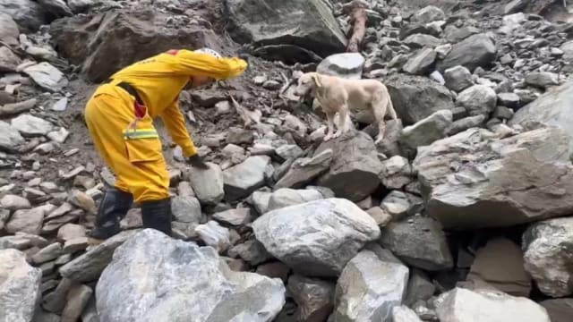 缉毒犬被淘汰转当搜救犬 它花莲地震立大功