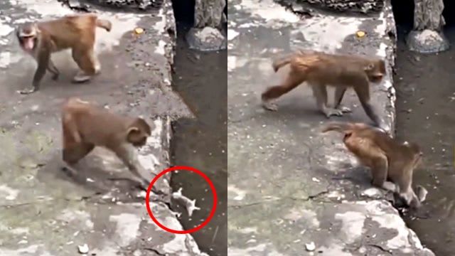 不爽老鼠偷吃食物　猴群恐怖复仇40秒全被录