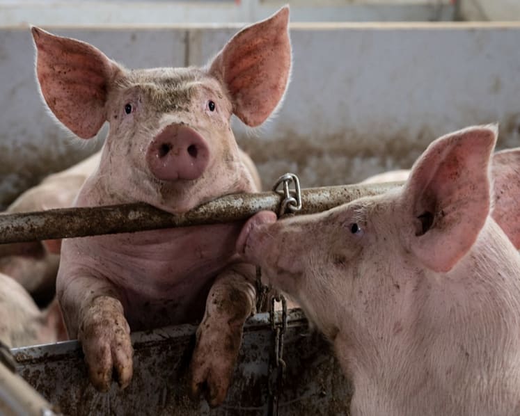 Butcher dies after struggle with pig at Hong Kong slaughterhouse 
