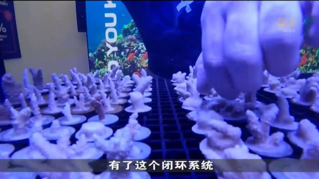 迪拜珊瑚养殖场研发尖端科技 使垂死珊瑚生长速度加快50倍