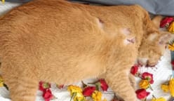 Commentary: What drives seemingly ‘ordinary’ people to abuse animals?