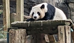 'Panda bond' continues as China sends giant pandas to US zoo