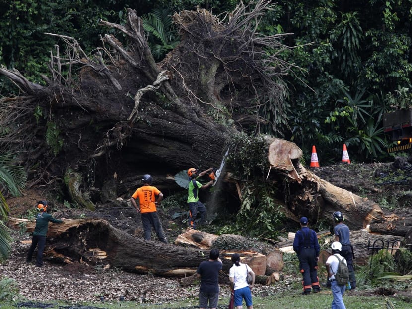 Workers are seen cutting the fallen Tembusu tree at the Singapore Botanic Gardens Feb 12, 2017. Photo: Wee Teck Hian/TODAY