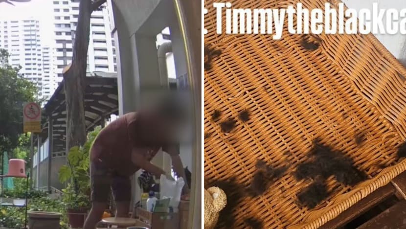 NParks looking into allegations that man cut community cat's fur and whiskers in Everton Park