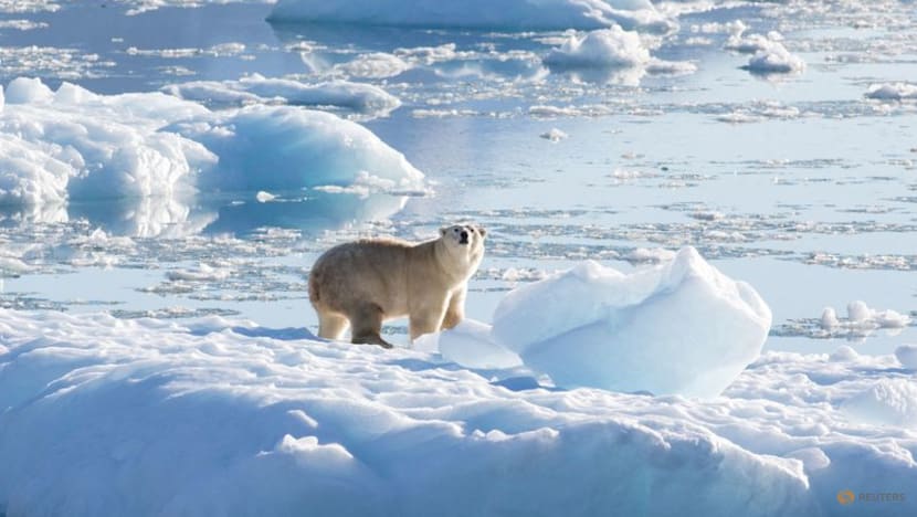 Scientists say study found a direct link between greenhouse gas emissions and polar bear survival Scientists say study found a direct link between greenhouse gas emissions and polar bear survival
