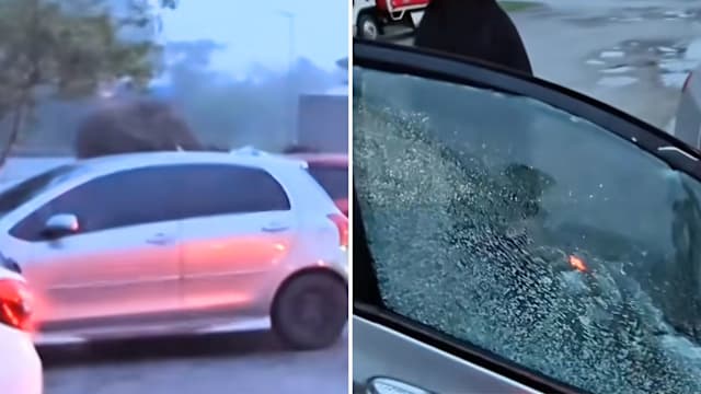 野象疑被榴梿气味吸引 砸碎轿车车窗