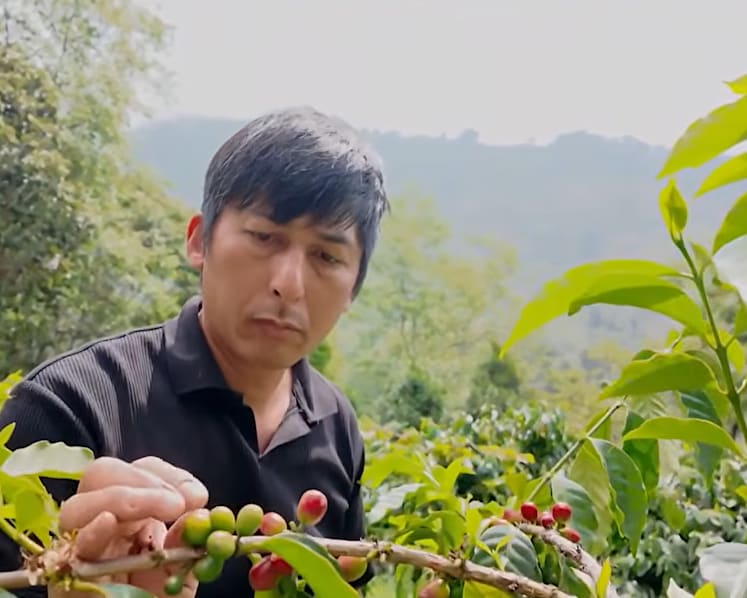 Taiwan bets on premium coffee, with Alishan’s beans commanding some of the world's highest prices