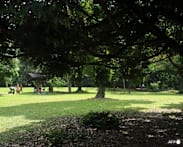 Singapore launches first national pruning guidelines to improve tree care and safety