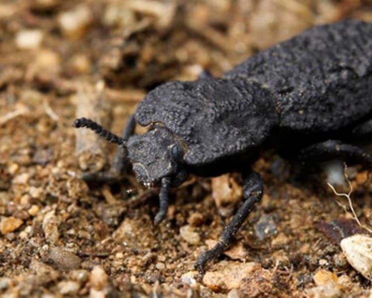 Can't crush this: Beetle armour gives clues to tougher planes