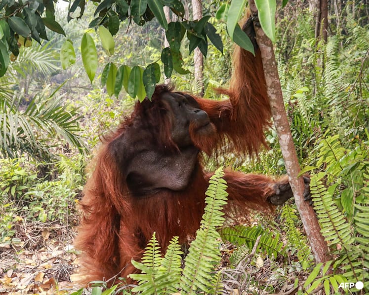 Dozens of orangutans saved from Indonesia blazes
