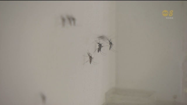 本地上周新增431起骨痛热症病例 九周后首次回落 