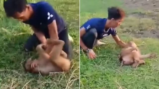 掌掴虐待猴子还拍视频放上网 马国两男被扣助查