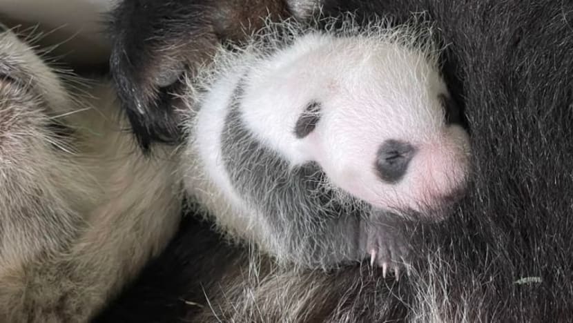 Orang ramai dipelawa saran nama anak Kai Kai, Jia Jia