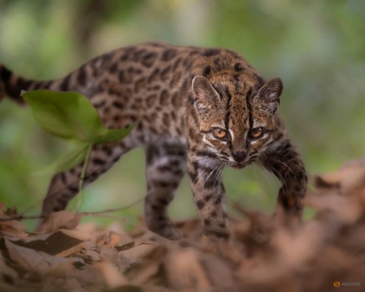 New cat species identified in Bolivia, first in over a century