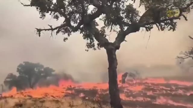 西班牙林火持续 至少七人丧命