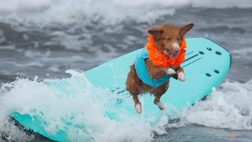 Doggie diversity in size and shape began at least 11,000 years ago