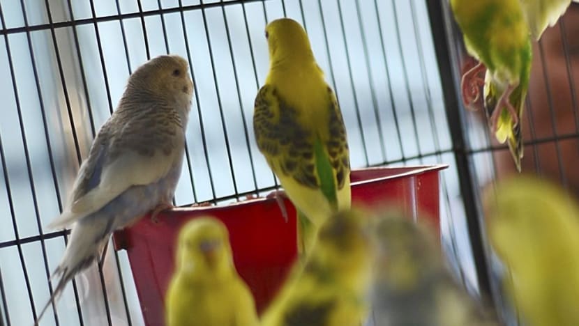 14 out of 27 pet bird shops flouted licensing conditions: AVA