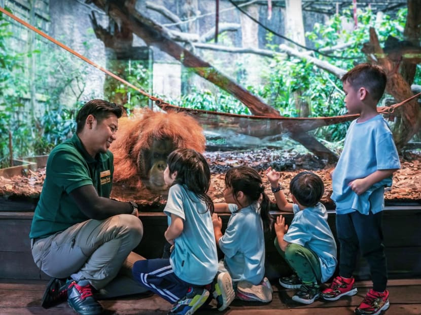 Mandai Wildlife Reserve to add overnight camping experience and a ZooSchool for kids in coming months