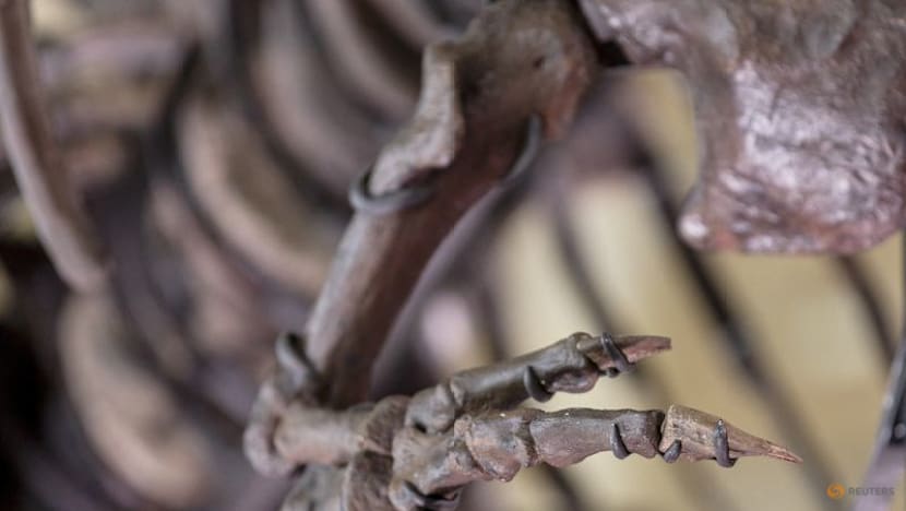 Here's how Tyrannosaurus ended up with a big head and small arms