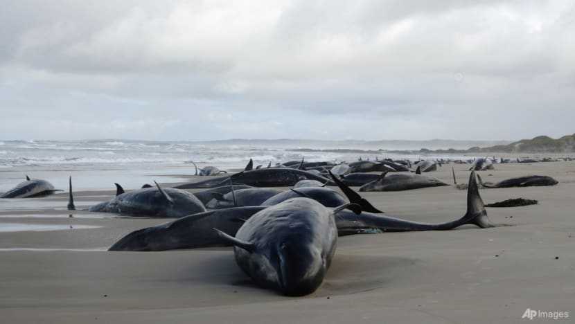 Australia begins euthanising false killer whales after mass stranding