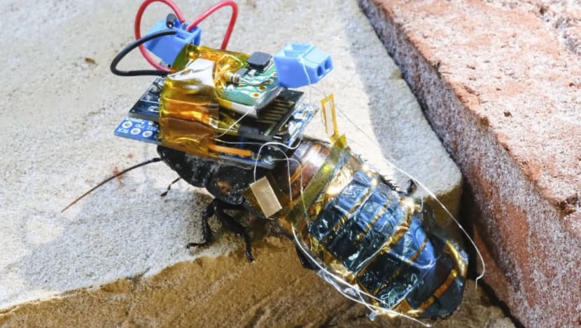 Lipas 'cyborg' berupaya kesan mangsa terperangkap bawah runtuhan gempa bumi Lipas 'cyborg' berupaya kesan mangsa terperangkap bawah runtuhan gempa bumi
