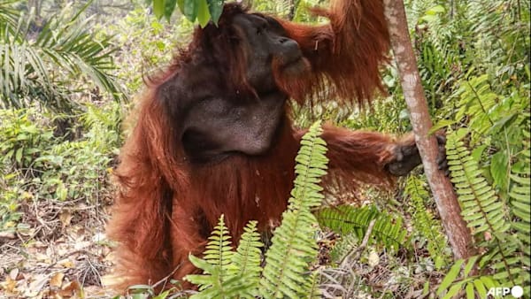 JEREBU RENTAS SEMPADAN: 51 orang utan diselamatkan daripada kebakaran hutan di Kalimantan Barat