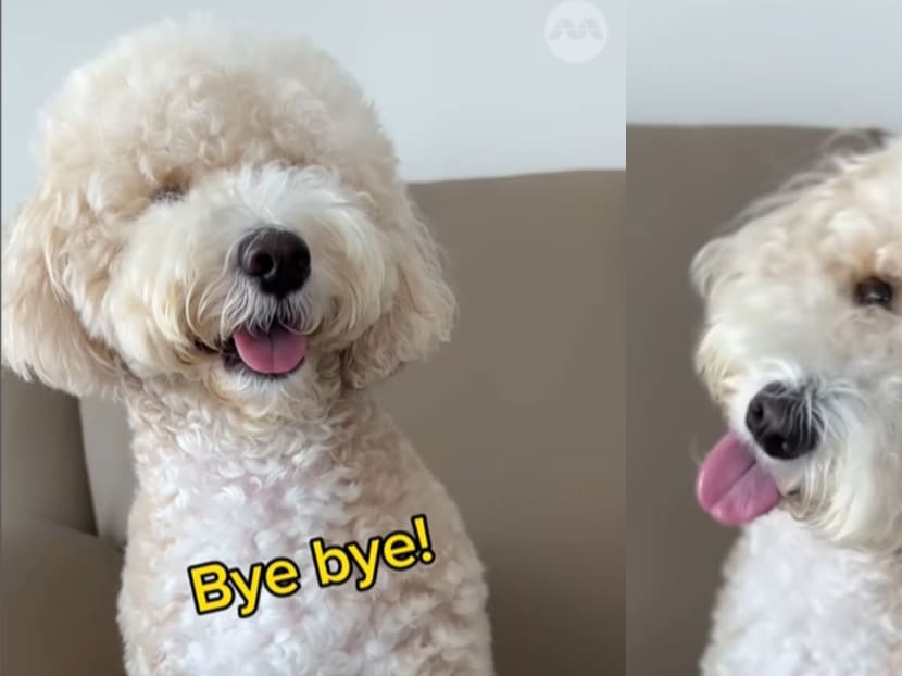 This is how your dog can be the star of a Mediacorp drama