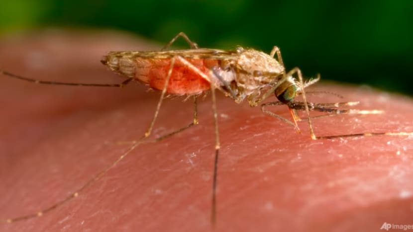 Kes malaria AS pertama didiagnos dalam 20 tahun di Florida dan Texas 