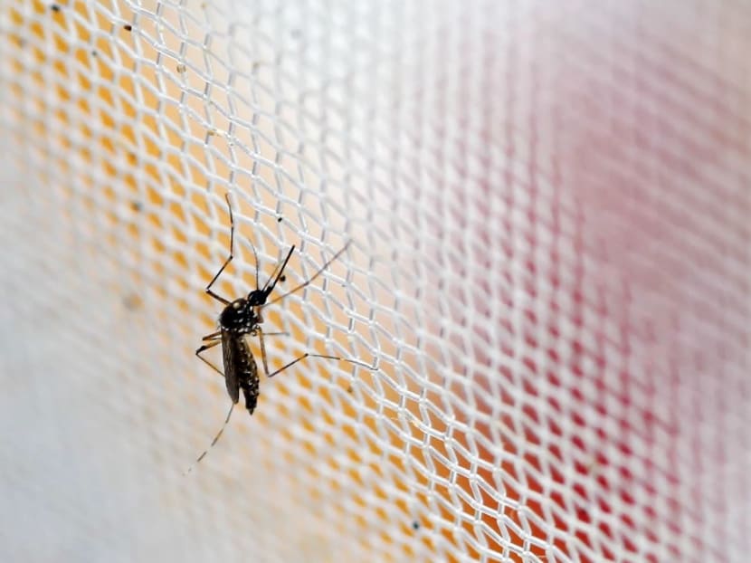 Zika virus infection is primarily transmitted by the Aedes mosquito, similar to dengue. 